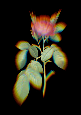 Prism Red Gallic Rose