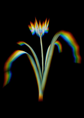 Prism Small Pancratium