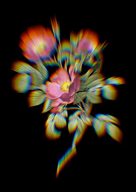 Prism Rose of Love Bloom