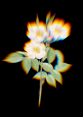 Prism Rose of Castile