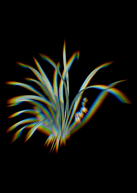 Prism Sansevieria Carnea