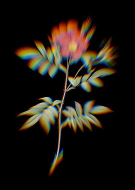 Prism Rosa Redutea Glauca