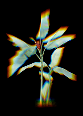 Prism Scarlet Banana