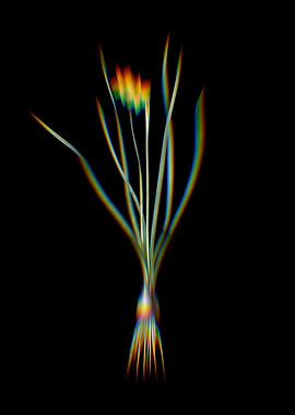 Prism Rush Leaf Jonquil