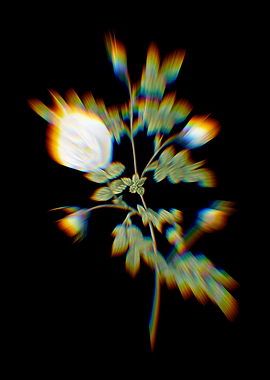 Prism Silver Hispid Rose