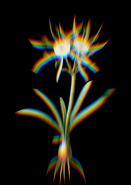 Prism Spiderlily