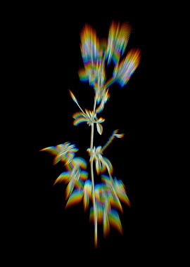 Prism Spanish Clover Bloom