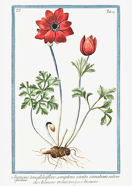 Anemone tenuifolia