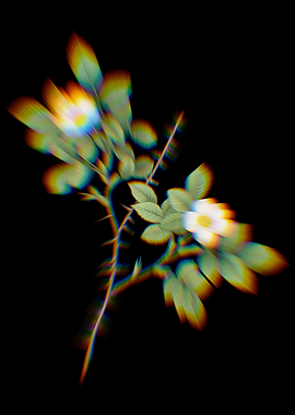 Prism Rose of Dematra