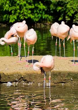 Africa African Animal Beak