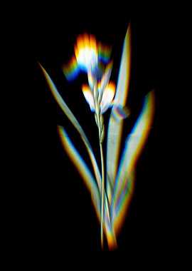 Prism Tall Bearded Iris