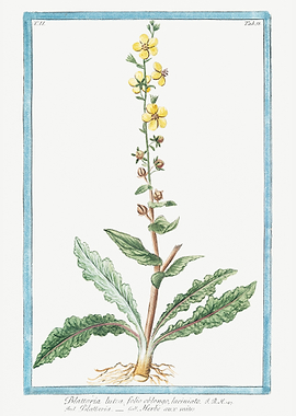 Blattaria lutea
