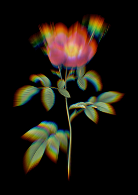 Prism Stapelia Rose Bloom