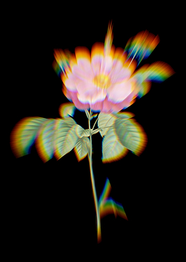 Prism Speckle Provins Rose