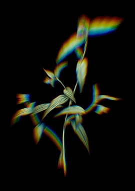 Prism Tagblume