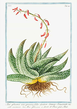 Aloe africana