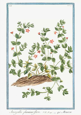 Anagallis arvensis phoenic