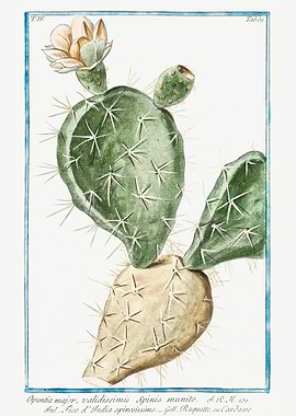 Opuntia major