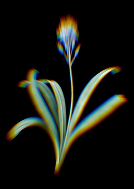 Prism Spanish Bluebell