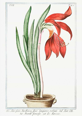 Amaryllis