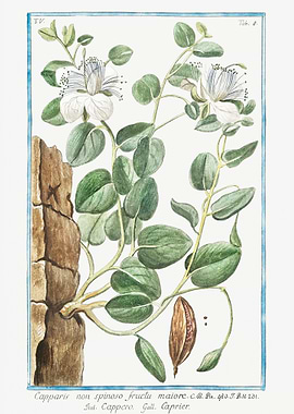 Capparis