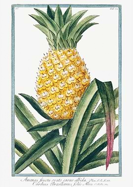 Ananas