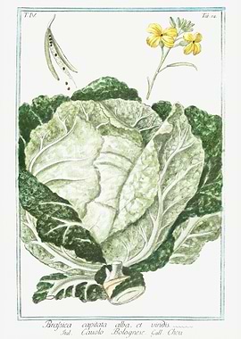 Brassica Oleracea capitata