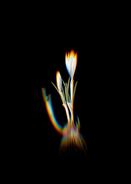 Prism Spring Crocus