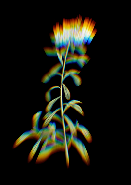 Prism Small White Flowers