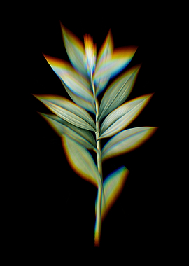 Prism Smilacina Stellata