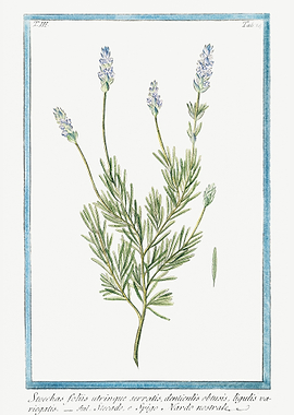 Lavandula