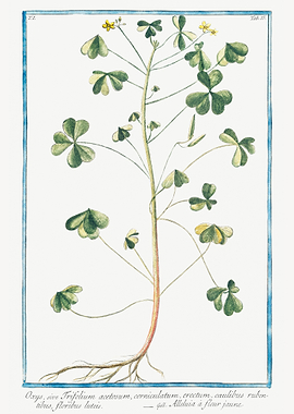 Oxys lutea Trifolium aceto