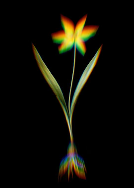 Prism Tulipa Celsiana