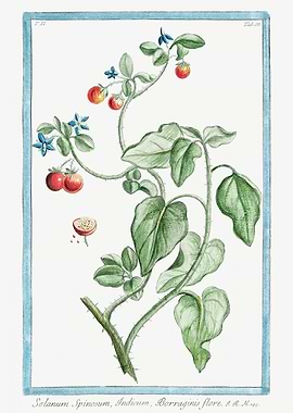 solanum spinosum
