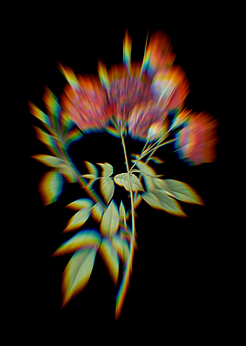 Prism Ternaux Rose Bloom