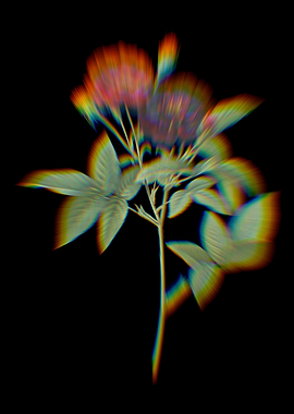 Prism Van Eeden Rose