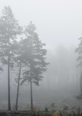 Strong Morning Fog In The