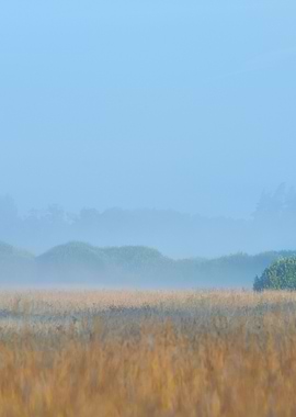Morning Fog Above The Fiel