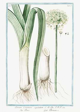 allium porrum