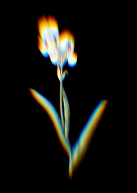 Prism Tall Bearded Iris