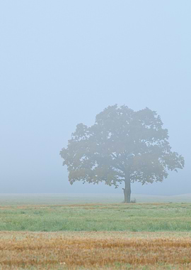 Lonely Tree In The Field D
