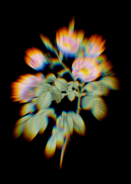 Prism Tomentose Rose