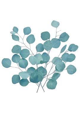 Eucalyptus Finesse 1