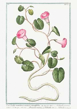 convolvulus maritimus