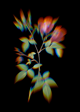 Prism Velvet China Rose