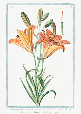 Lilium
