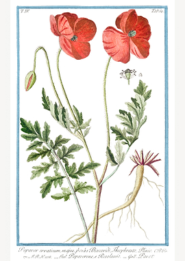 Papaver