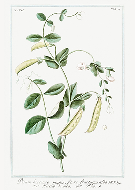 pisum hortense majus