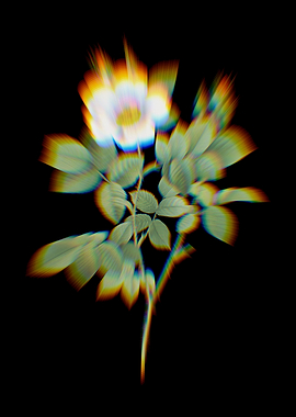 Prism Twin White Rose