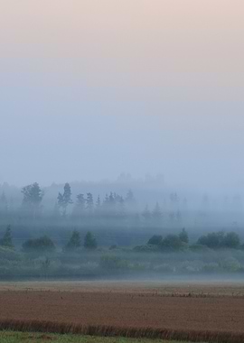 Morning Fog Over The Fores